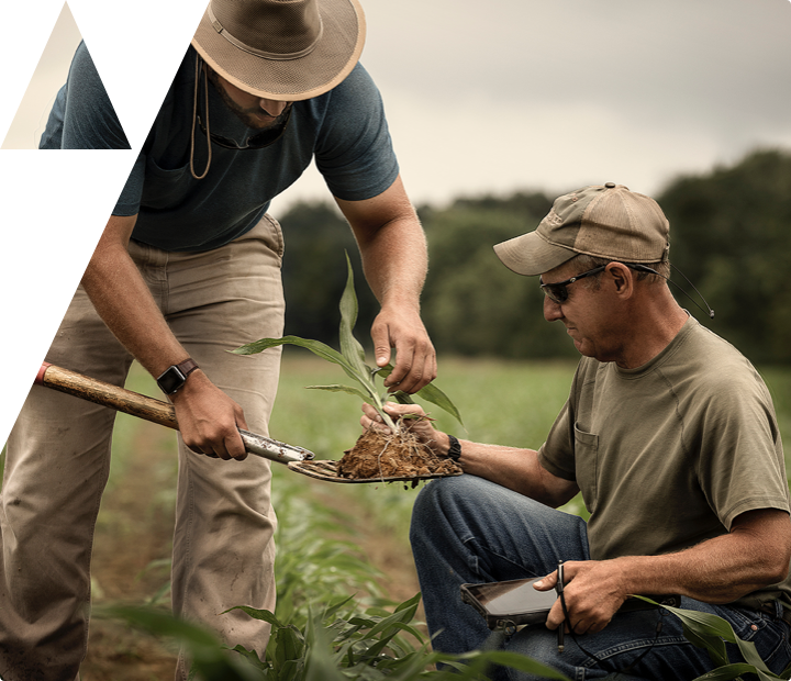 Farmers inspecting a crop in a field