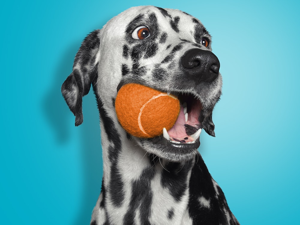 Dalmation showing healthy teeth with tennis ball in its mouth