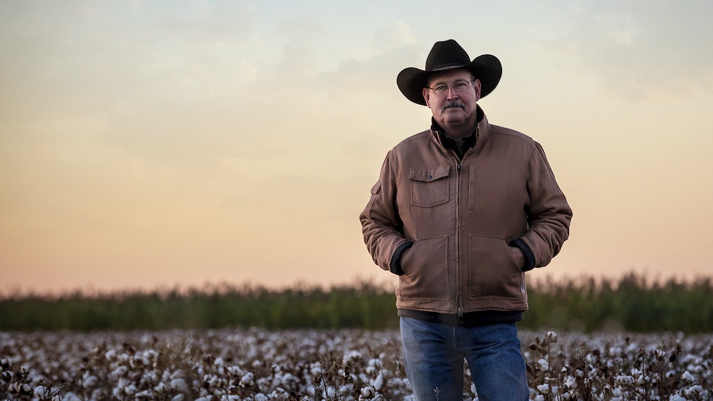Cotton farmer standing in a cotton field
